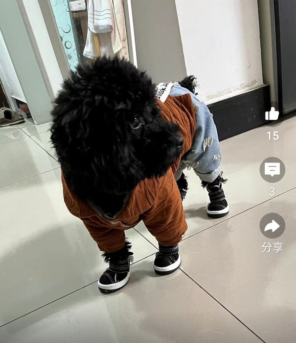 Продам ботиночки для собаки