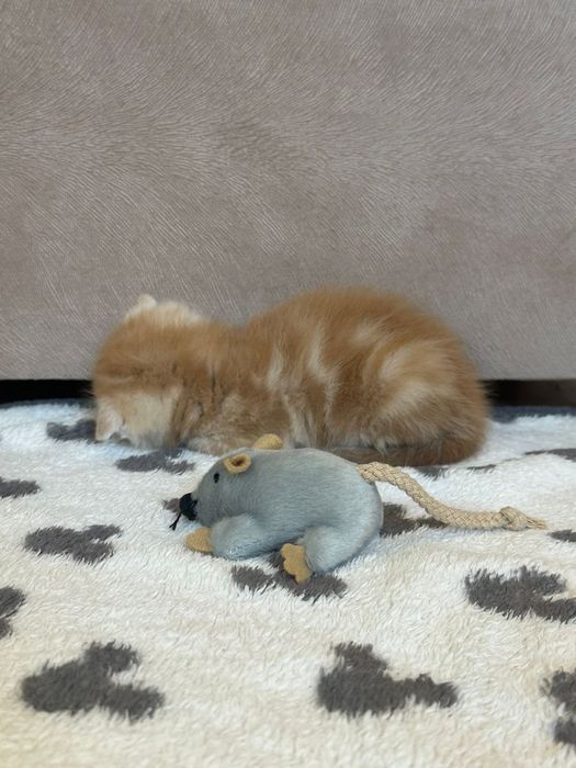 Шотландский вислоухий котенок