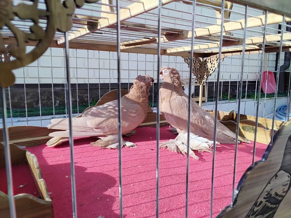 Кабутарлар голуби