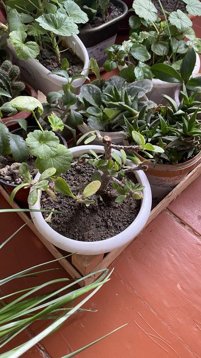 Комнатные цветы