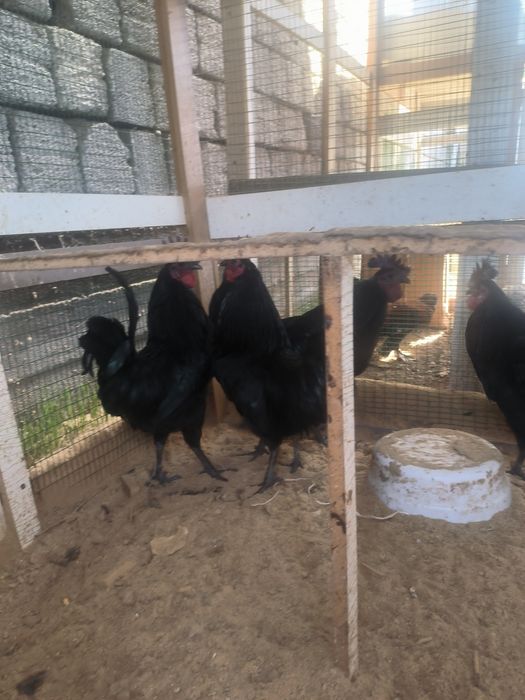 Ухаюль. Хорозлари