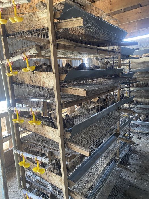 Бөдене , клеткасы сатылады .