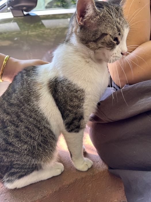 Pisicuța iubitoare și drăgălașă de adoptat