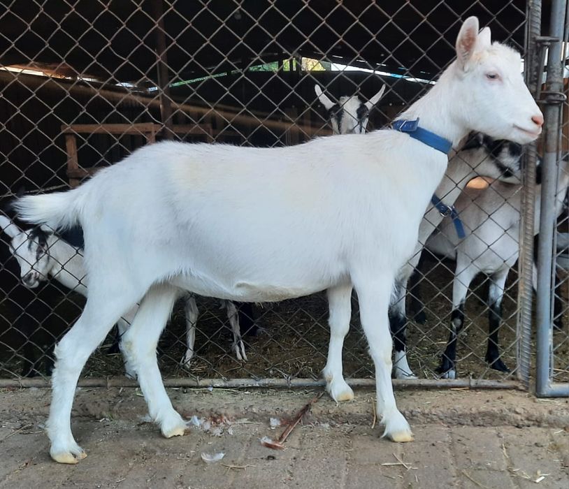 Продам  молодых козочек