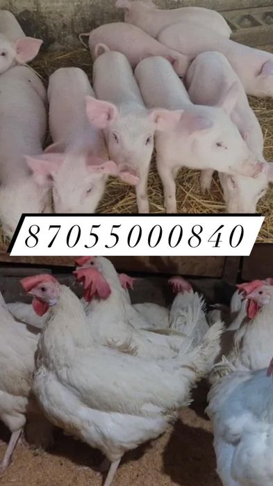 Куры несушки поросята доставка