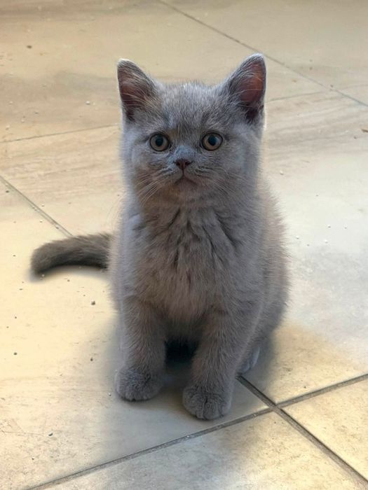 British Shorthair blue
