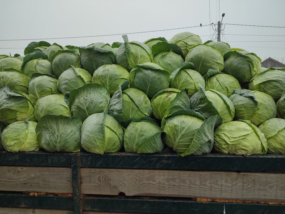 VARZA disponibil 15-16 tone