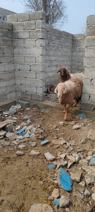 Продам здоровых баранов