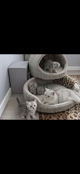 Чисто кровные котята