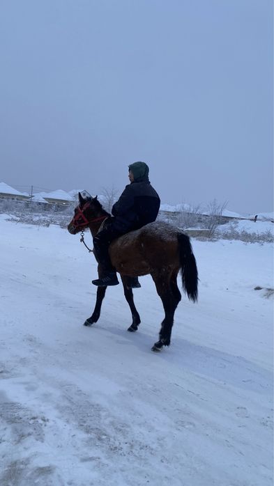 Жабагы тай сатылады