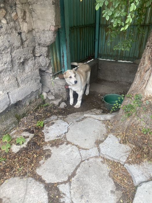 Алабай сатылады 5 айлық