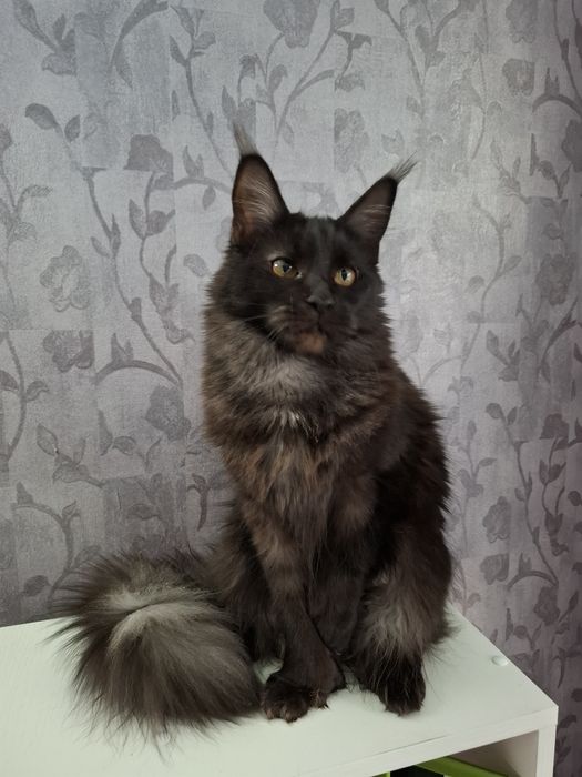 Мейн-кун полидакт девочка