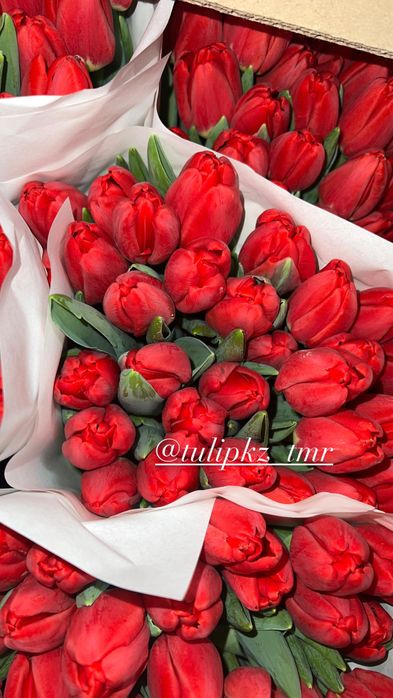 Крупные тюльпаны к 8 Марта в розницу
