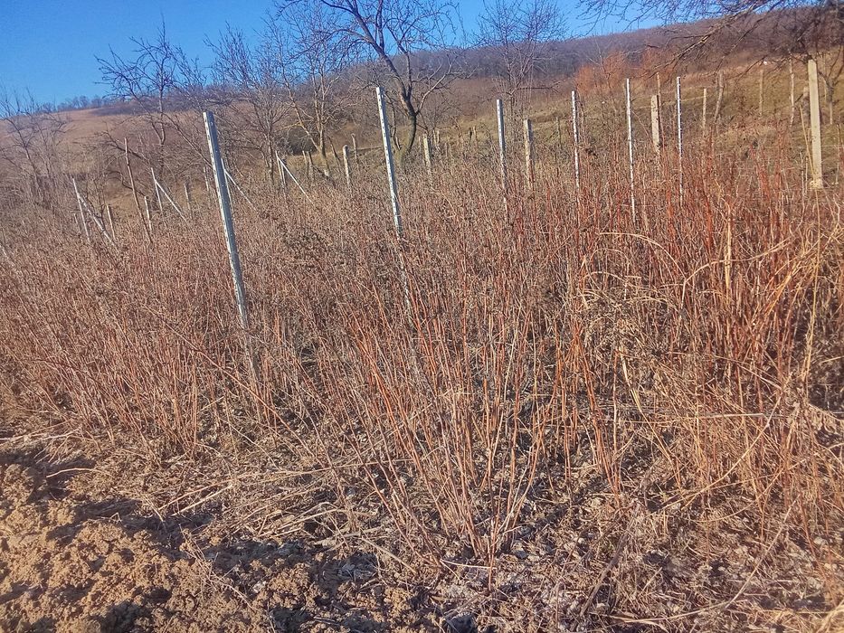 Butași Zmeura polk de vnzare