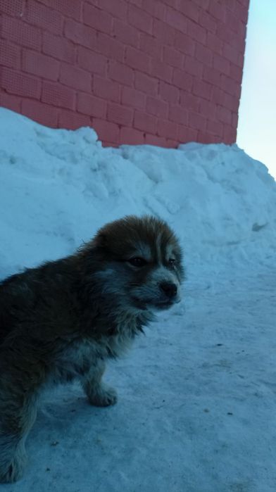 Продам щенка Алабая