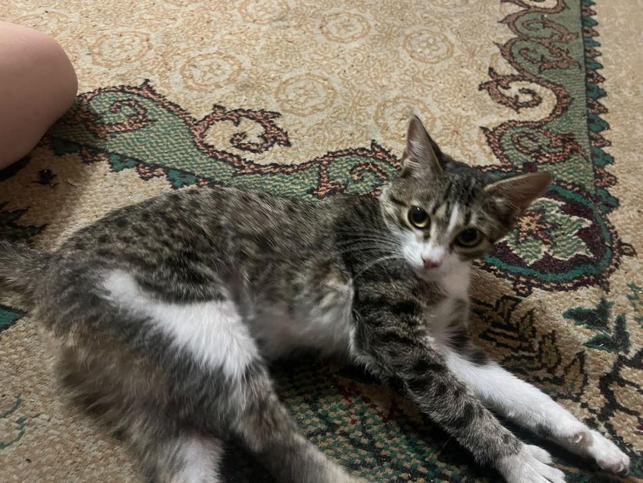 Отдам котенка 11 месяцев