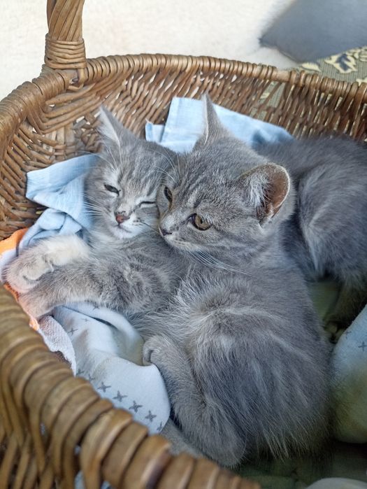 Продам котят,в добрые руки