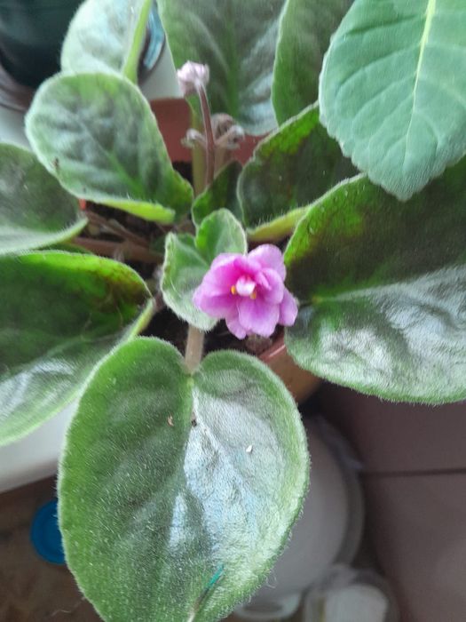 Фиалка домашняя 2000тг