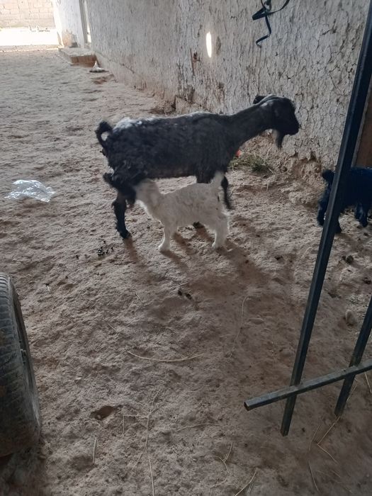 Молочной коза ег