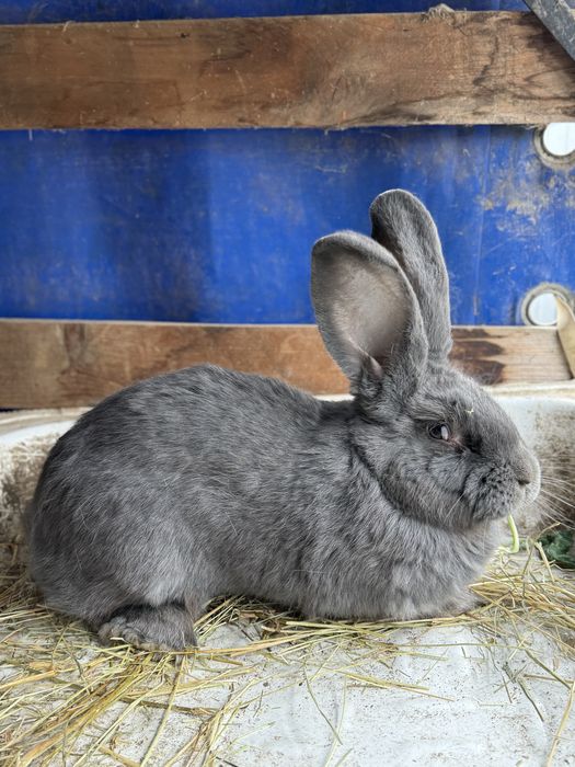 Vand iepuri . Rasa Fluture Gernam si Belgian Albastru
