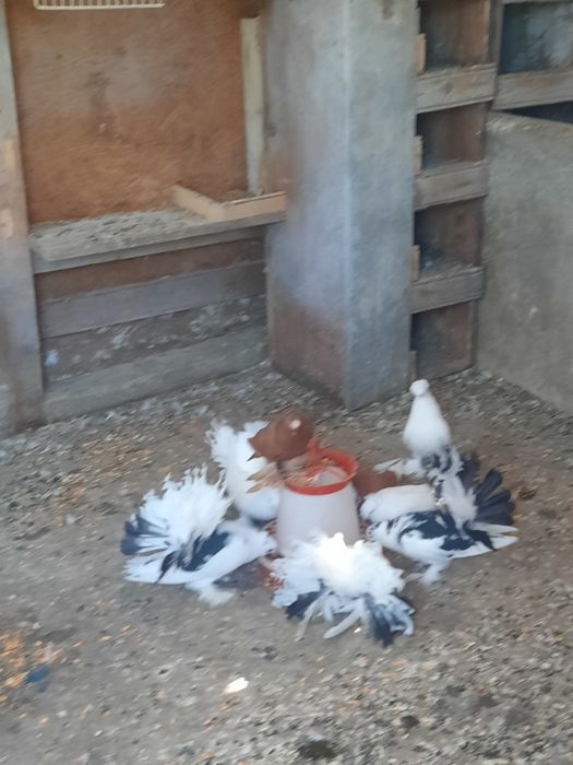 Porumbei indieni de vânzare