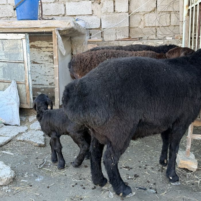 Куйлар сотилади сим жун