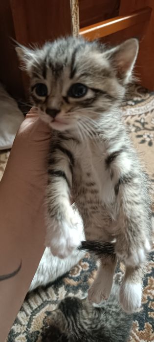 Котята в добрые руки