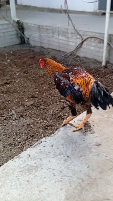 Дакан хуроз сотилади 7 ойлик. 700000сум