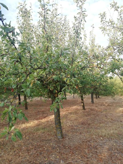 Продава се Земеделски имот в с. Калипетрово, Област Силистра -  кв.м за 5100 €/дка - Снимка #7