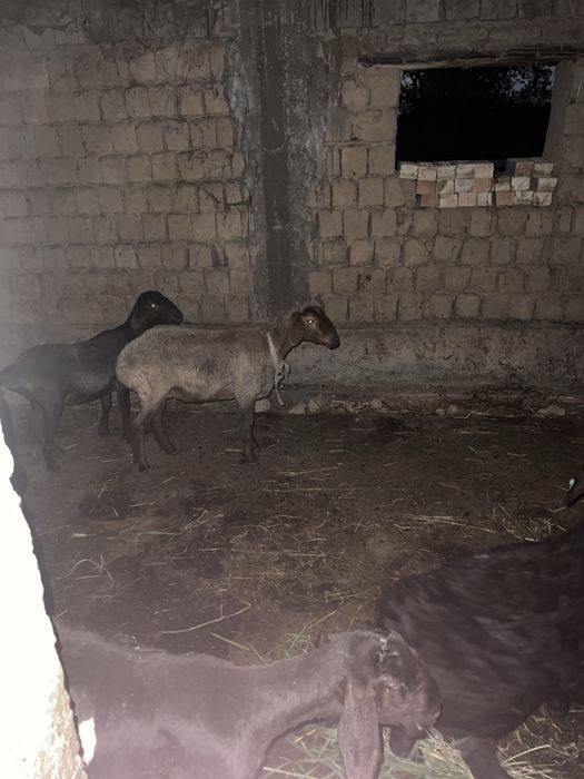 Бугоз Куйлар сотилади: 4 500 000 so’m