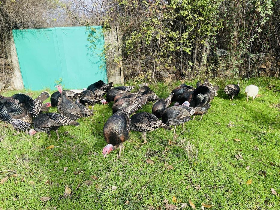 Домашни Пуикй