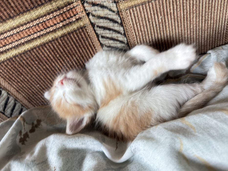 Pui de pisica motani si pisici