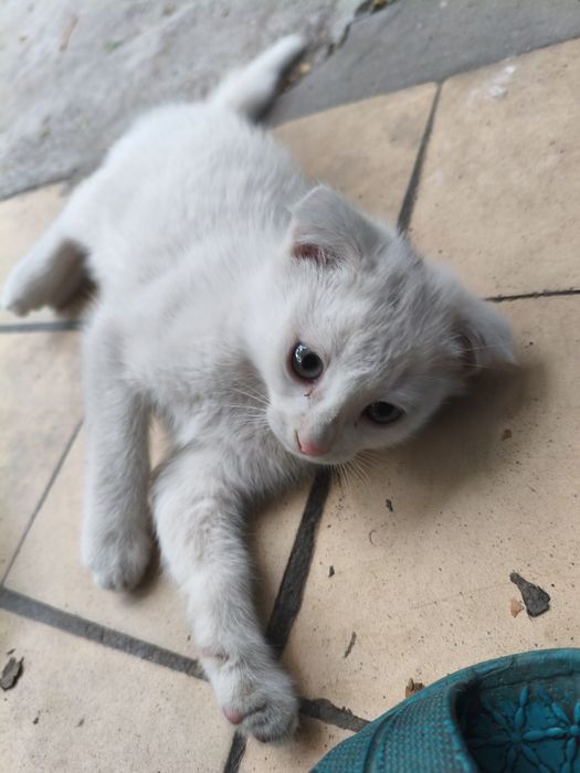 Котята очень хорошие добрые игривые