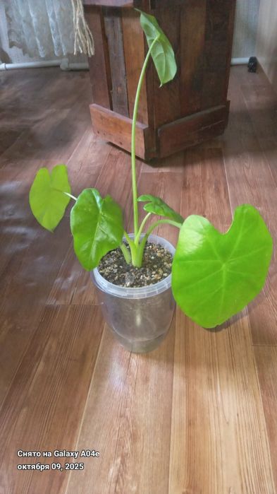 Продается Алоказия.