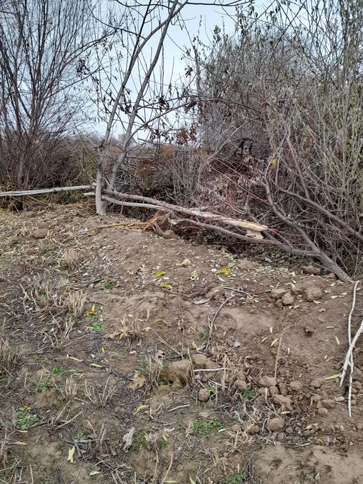 Утин сотилади(терак)