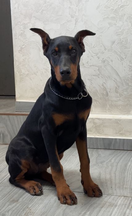 Доберман девочка