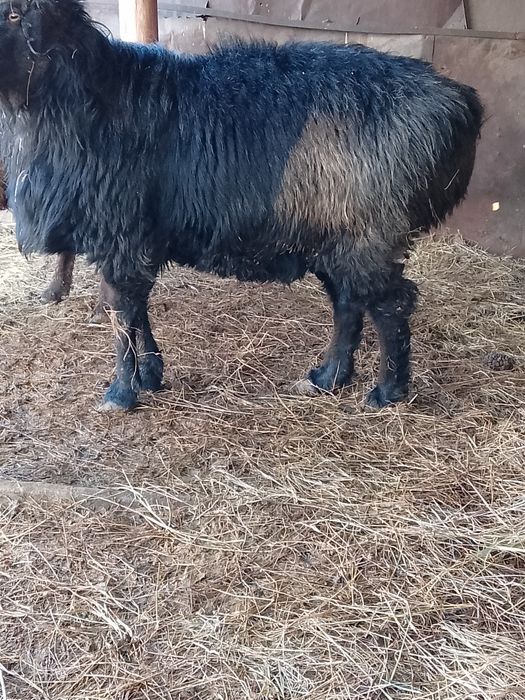 Продам барана с откорма