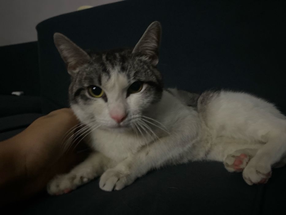 Дам бесплатно кошку