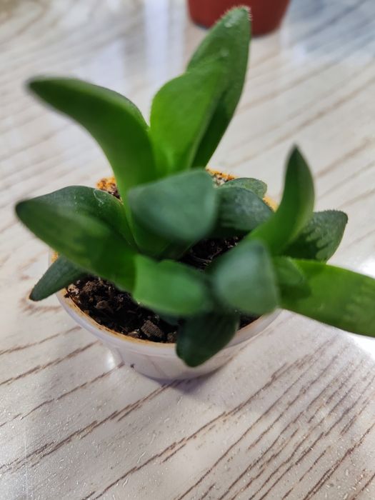 Продаются Суккуленты