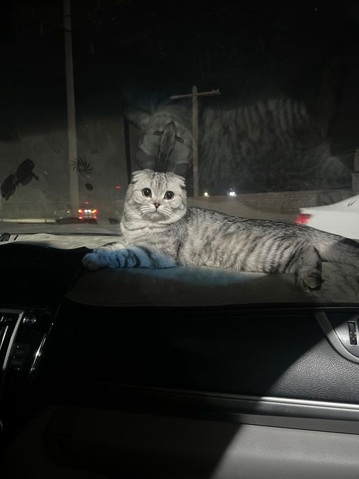 Шотландский вислоухо