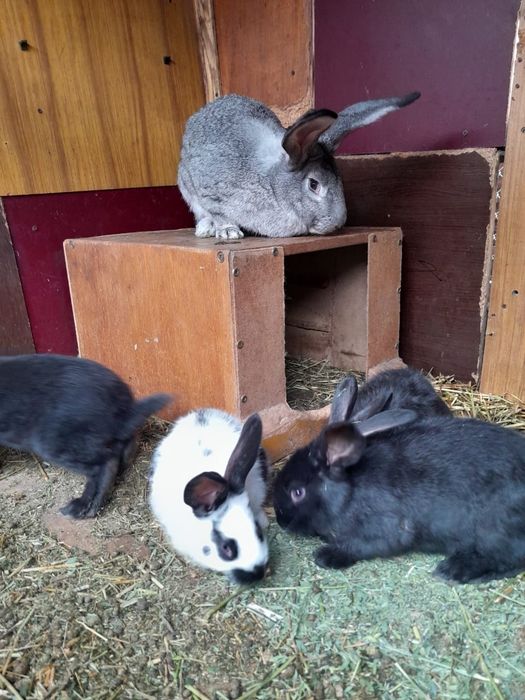 Продам крольчат породы Строкачи