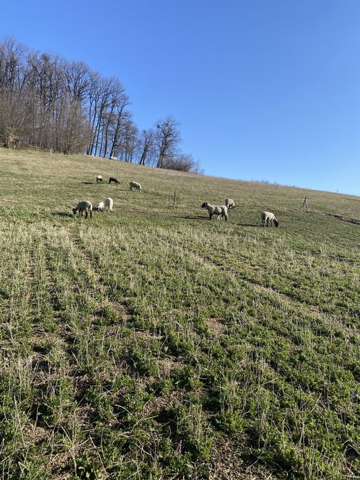 Oi de vânzare+berbec