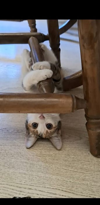 Чудо котенок девочка в добрые руки!