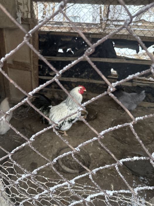 Қораз сатылады Көктөбе ауылында