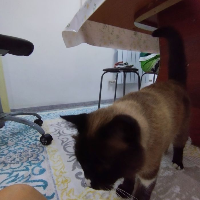 Отдам хорошие руки