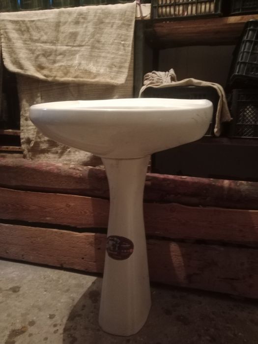 Раковина тюльпан