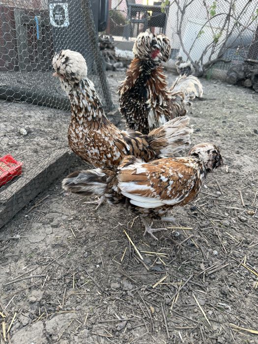 Vand familie de paduane si puisori