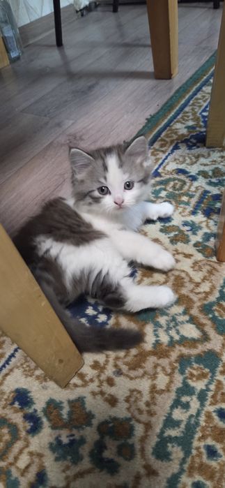 Отдам котят в добрые ручки
