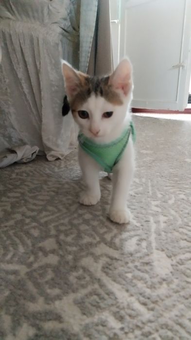 Продаем котенка мальчик
