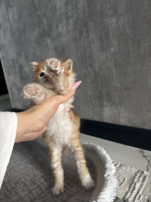 Котята ищут семью